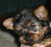 Our new Baby - BELLA-bellaheadshot2.jpg