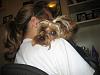 Finally! Pictures of My Potential Yorkie-pic1.jpg