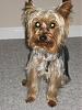 Finally! Pictures of My Potential Yorkie-pic3.jpg