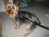 Finally! Pictures of My Potential Yorkie-pic2.jpg