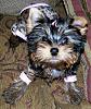 Isabeau Is 12 Weeks Old Today! (Pictures)-izzy-nov.21-08ecr.jpg
