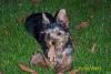 Pics of Hayley enjoying leaves-hayley-eating-linjoying-leaves-594-x-396-.jpg