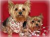 Our photo shoot--take one-yorkieschristmas.jpg