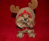 Pia, Trixie, Paisley and Snoot are ready for the holidays!!!-47-600-x-506-.jpg