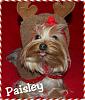 Pia, Trixie, Paisley and Snoot are ready for the holidays!!!-62-511-x-600-.jpg