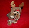 Pia, Trixie, Paisley and Snoot are ready for the holidays!!!-51-600-x-567-.jpg