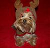 Pia, Trixie, Paisley and Snoot are ready for the holidays!!!-49-600-x-581-.jpg