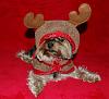 Pia, Trixie, Paisley and Snoot are ready for the holidays!!!-52-600-x-544-.jpg