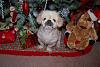 Pia, Trixie, Paisley and Snoot are ready for the holidays!!!-46-600-x-399-.jpg