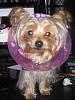 Shelby's newest 'accessory'....-cimg2308.jpg