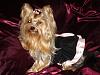 Blossom in her Chloebella Velvet dress & Ladymom bow-016.jpg