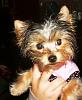 How much has your Yorkie changed?!-s5.jpg