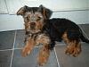 How much has your Yorkie changed?!-006-1.jpg