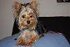 How much has your Yorkie changed?!-n1213710016_30031779_669.jpg