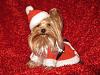 Nadia wants to wish everyone an early Christmas!!-029-600-x-450-.jpg