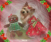 Chloe Bella + Darlin Beauxs = One Pretty Christmas Girl-314426842_620393.gif