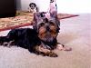 How much has your Yorkie changed?!-photo-126_2.jpg