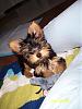 How much has your Yorkie changed?!-buffey-3-mos.jpg