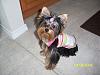 How much has your Yorkie changed?!-buffey-md-dress.jpg