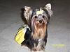 How much has your Yorkie changed?!-buffey-1st-bday.jpg