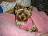 How much has your Yorkie changed?!-bot4.jpg