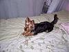 How much has your Yorkie changed?!-mika-8-months-4-.jpg