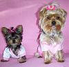 How much has your Yorkie changed?!-girlsinpink.jpg