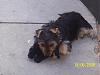 How much has your Yorkie changed?!-mika-12-weeks-.jpg