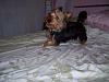 How much has your Yorkie changed?!-mika-8-months-now-.jpg