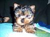 How much has your Yorkie changed?!-bentley-2-months.jpg