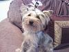 How much has your Yorkie changed?!-maybelline-aggie.jpg