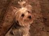 How much has your Yorkie changed?!-1117081712.jpg