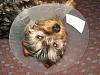 Yorkie with a cone?!-3.jpg