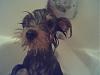 Not happy with me, but Ollie smells good! (bath)-ollie-bath.jpg