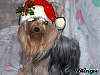 getting ready for Christmas-316785083_499892.gif