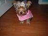 Twinkle in her new pink coat-001.jpg