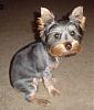 How much has your Yorkie changed?!-lilys-first-hair-cut-11-28-08.jpg