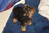 How much has your Yorkie changed?!-l_f0371386d7c5209cdf3669dcbef1a352.jpg