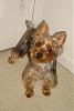 How much has your Yorkie changed?!-l_b17064cdbd48c94bc5eb54cf4245992e.jpg