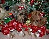 Pia, Paisley, Trixie & Snoot got new pjs!!-18-600-x-484-.jpg