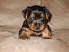 How much has your Yorkie changed?!-puppy-his-perfect-picture.jpg