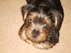 How much has your Yorkie changed?!-alfie-7-weeks-old-sad-face.jpg