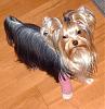 How much has your Yorkie changed?!-cropped-1.jpg