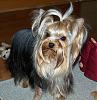 How much has your Yorkie changed?!-a9.jpg