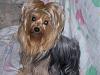 Nothing more wonderful than a yorkie??-phppnxddcpm.jpg