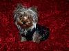 How much has your Yorkie changed?!-nadia1-600-x-450-.jpg
