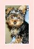 How much has your Yorkie changed?!-little-girl.jpg