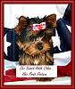 How much has your Yorkie changed?!-new-patriotic-chloe.jpg