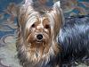 Nothing more wonderful than a yorkie??-mygirlpg.jpg