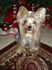 Can your yorkie smile?? Tinkerbell can!!!-dsc00237.jpg